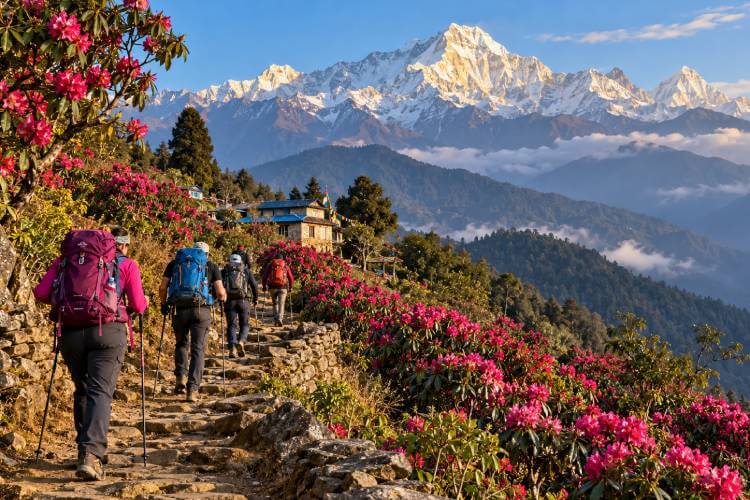 Trekking in Nepal during spring with rhododendron flowers