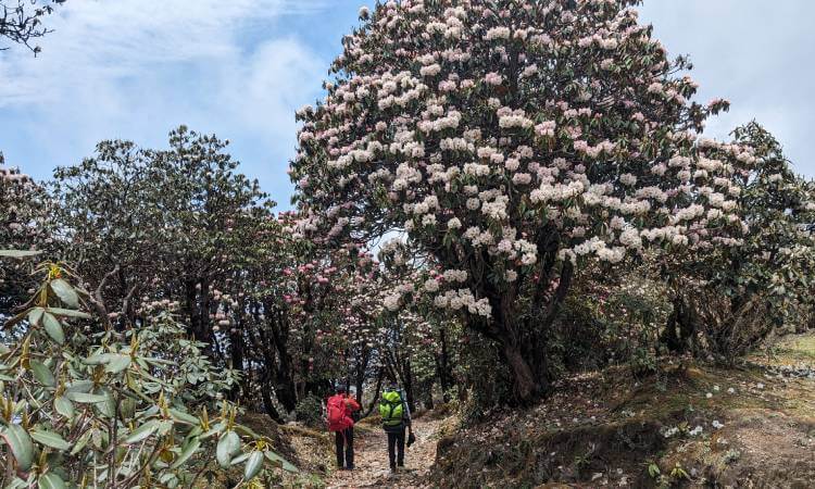 rhododendron blooming in spring season in nepal