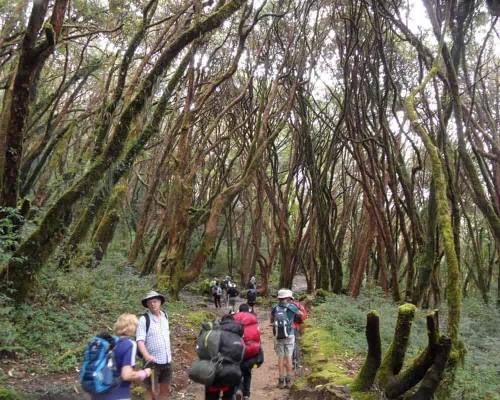 Beutiful Forested Trail At Ad Trek
